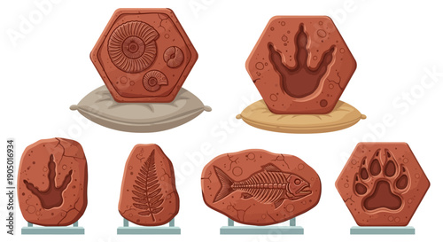 Collection of ancient fossils displayed on various stands, showcasing diverse species and imprints from prehistoric era.