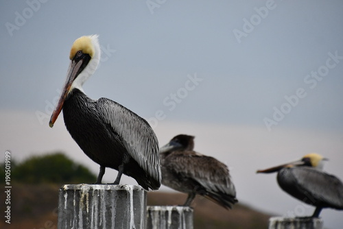 Brown Pelican (Pelecanus occidentalis) in Jetty Park at Port Canaveral | Florida
