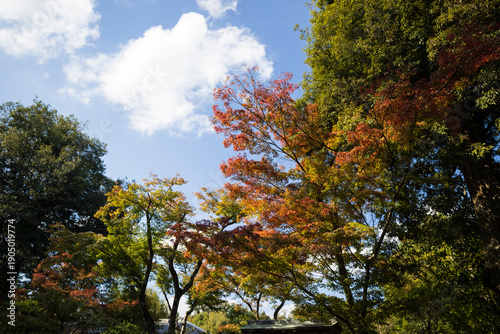 autumn in Osaka castle park