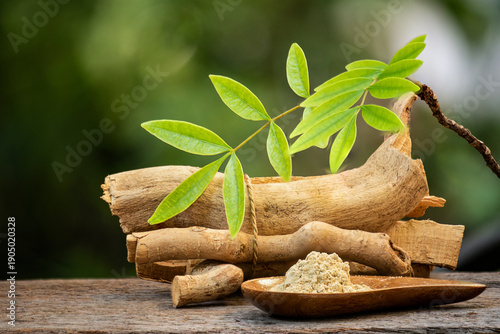 Quadro em tela Dried Eurycoma longifolia Jack or Tongkat Ali roots ,powder and branch green leaves on natural background