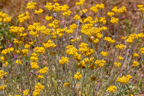 Helichrysum arenarium is al...