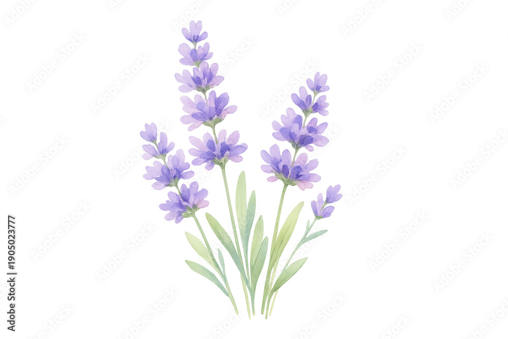 Fototapeta premium Lavender flower watercolor illustration with purple blossoms and green leaves, botanical herb drawing on transparent background