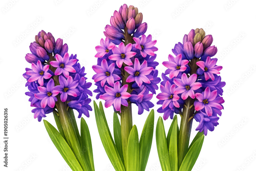 Fototapeta premium Three purple and pink hyacinth blossoms with green leaves, delicate spring flowers expressing blooming and growth, transparent background