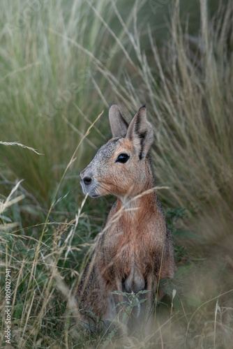 Obraz na płótnie Patagonian Mara (Dolichotis patagonum) adult, standing in dry grass, Parque Luro