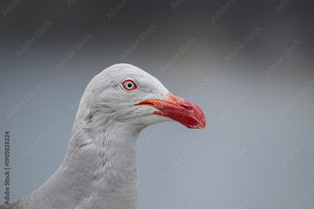 Obraz premium Portrait of a Dolphin Gull (Leucophaeus scoresbii)