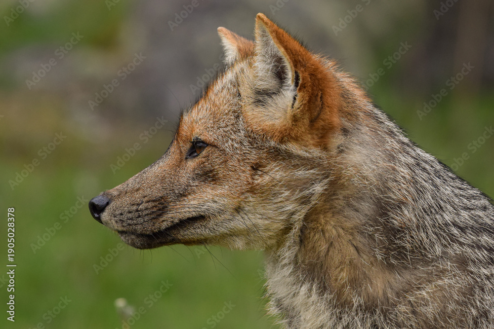 Fototapeta premium Portrait of a culpeo fuegian fox (Lycalopex culpaeus) adult at Tierra del Fuego National Park, Patagonia, Argentina