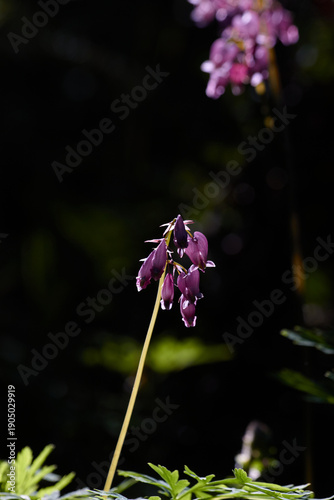 Wild Purple Bleeding Heart Stem and Flowers