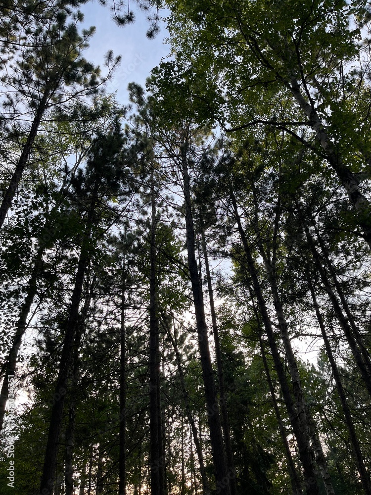 Obraz premium trees in the forest