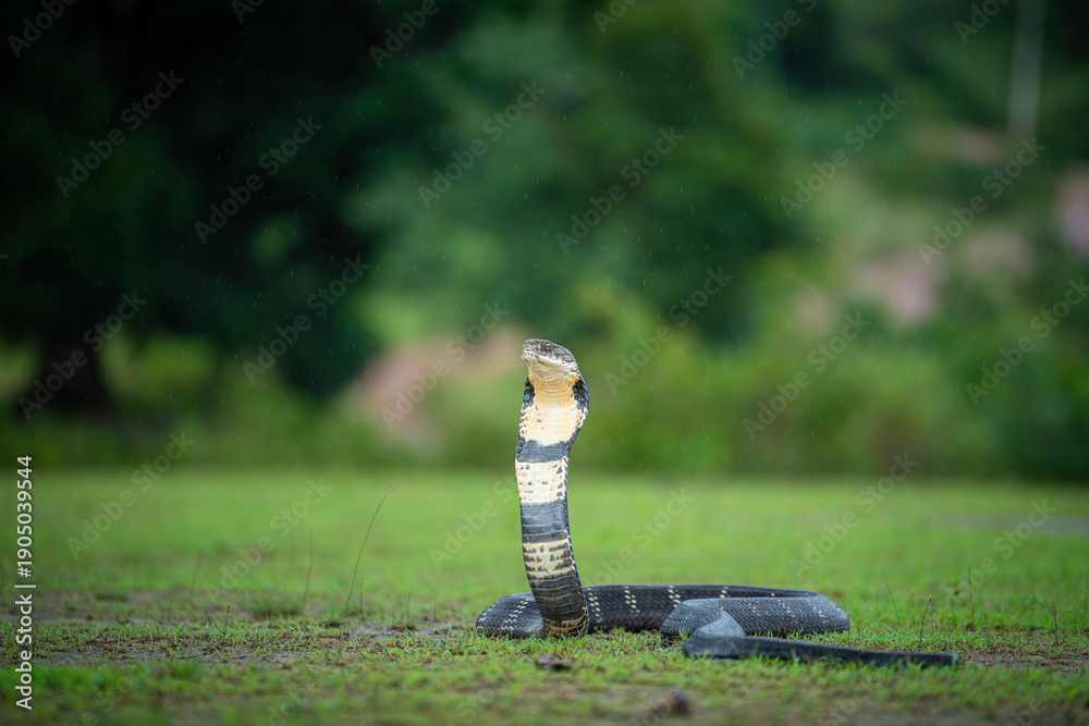 Fototapeta premium King Cobra Highly Deadly Venomous snake of India
