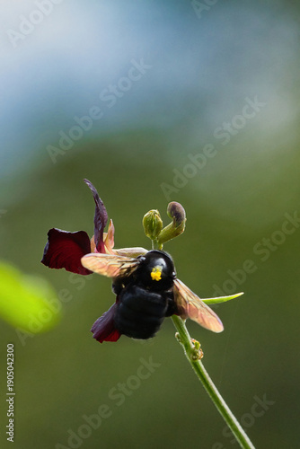 Macro view of a carpenter bee on Maui.