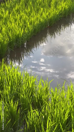 grass and water