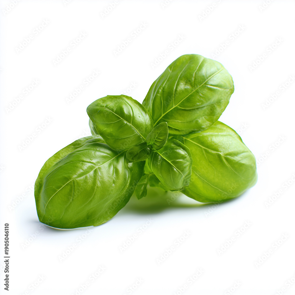 Fototapeta premium Isolated fresh basil leaves on a clean white background.