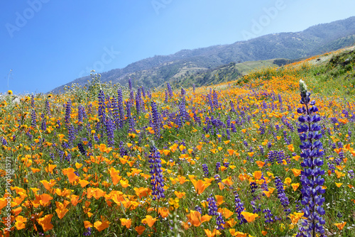 Lush hillsides covered in orange poppies and purple lupine wildflowers during a superbloom in Arvin, California