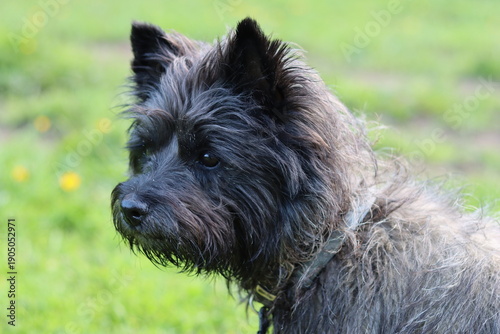 Canvastavla Portrait of a cairn terrier on a dog walk