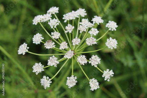 Tableau sur toile Close up of a water hemlock flower head