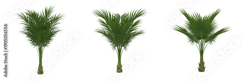 Photos Set of Tropical Pygmy Date Palm Trees, Phoenix Roebelenii Ornamental Garden Plan