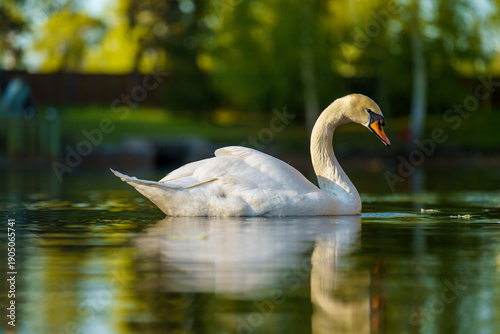 Bilde på lerret White Mute Swan swimming in lake water in Hollywood Florida