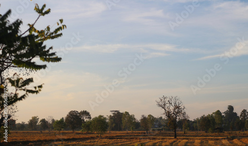 Wallpaper Mural Rice fields in the morning Torontodigital.ca