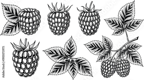 Set of Hand Drawn Black and White Vector Illustrations of Fresh Raspberries with Green Leaves and Berries on Branches for Food and Nature Design
