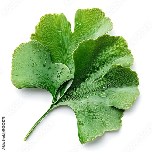 Detailed Close-Up of a Fresh Green Ginkgo Biloba Leaf with Raindrops on Surface