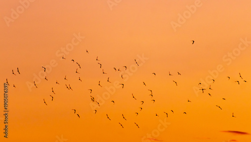 Flock of birds flying in the sky at sunset, 