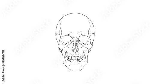 Human Skull Illustration in Simple Line Art Style with White Background for Medical Education