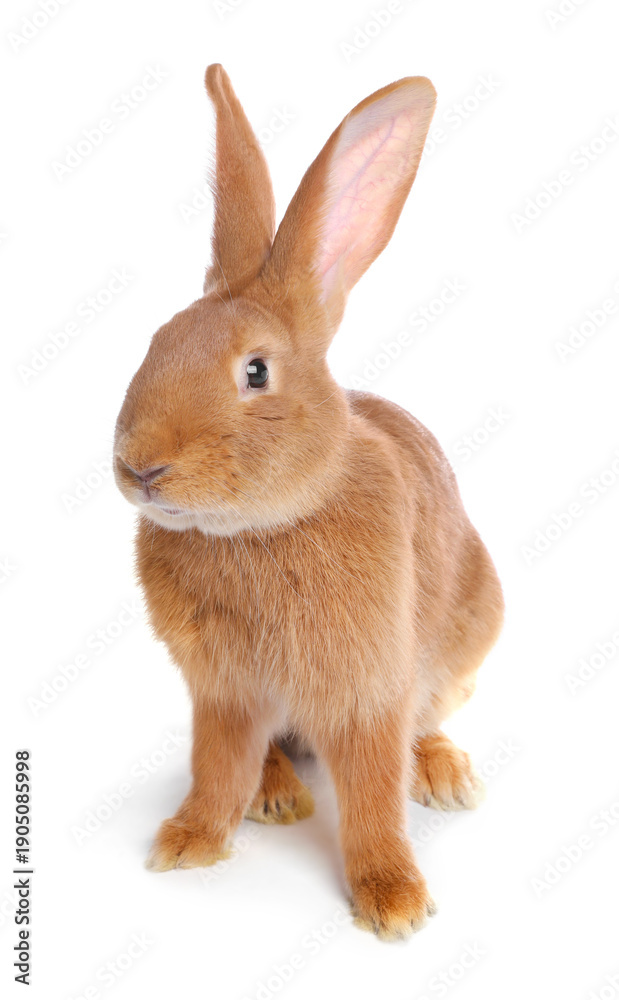 Obraz premium Cute fluffy Easter bunny isolated on white