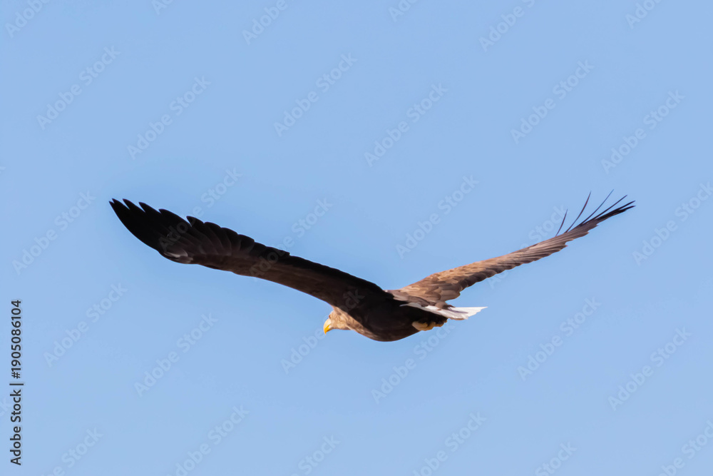 Obraz premium オジロワシ