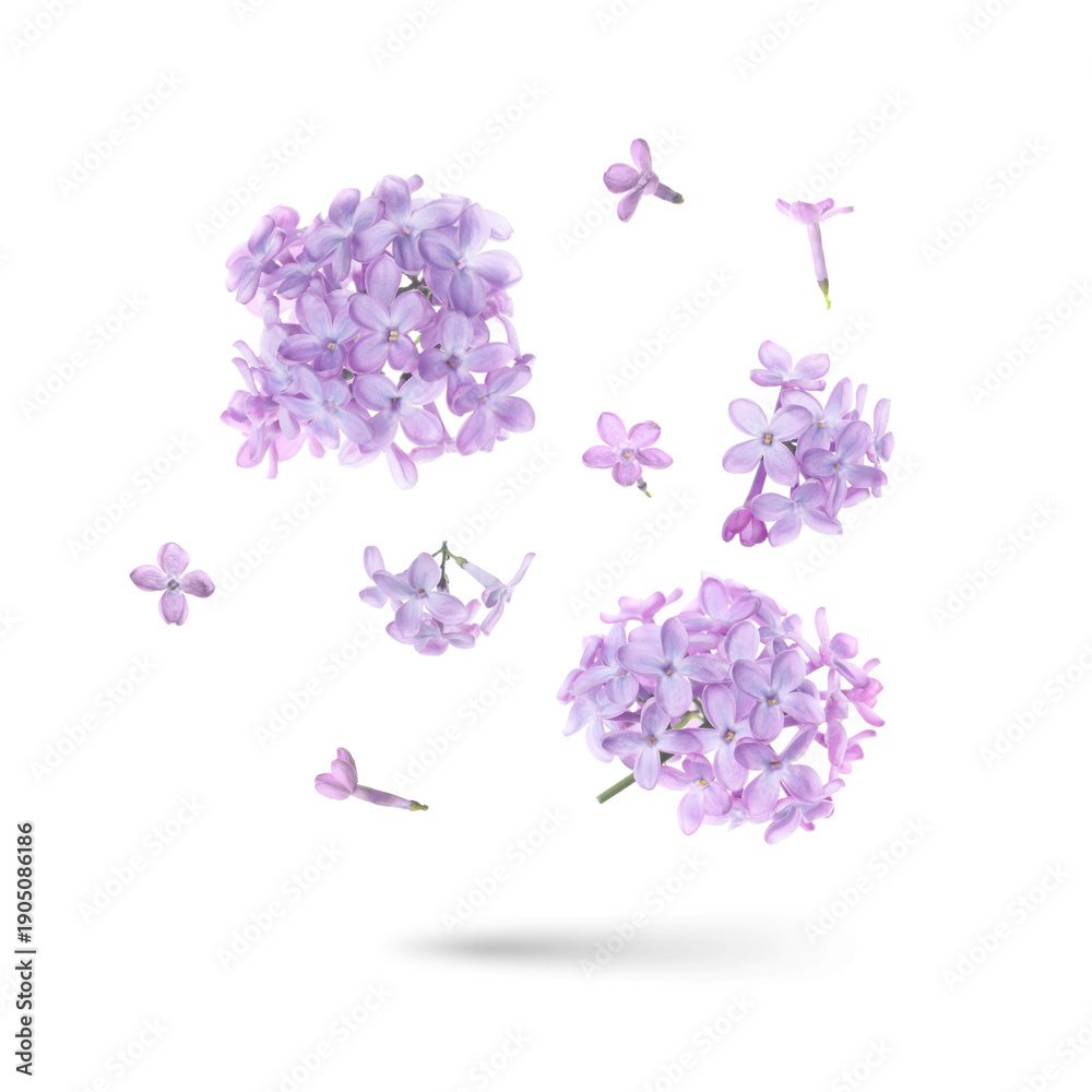 Obraz premium Lilac flowers flying in air on white background. Spring blossoms