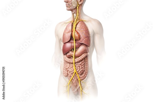 Human Internal Organs Anatomy with Vagus Nerve and Nervous System Illustration