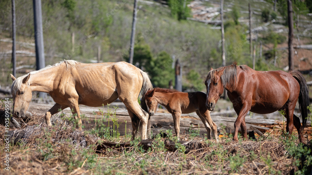 Fototapeta premium Wild horse Palomino mare with Chestnut baby colt followed by Sorrel Chestnut stallion in the Apache Sitgreaves National Forest mountains in Heber Arizona United States
