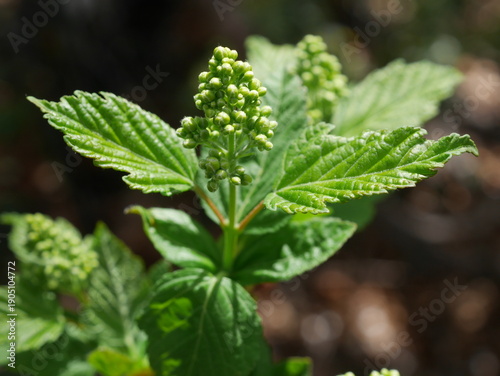 Photos Amur Maple (Acer ginnala) Flower Buds in Spring, Colorado