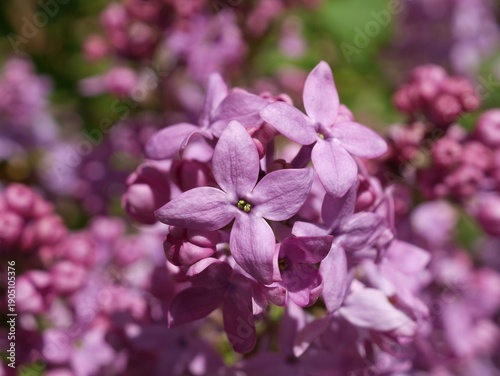 Photography Scent and Sensibility Pink Lilac (Syringa) Blossoms in Spring