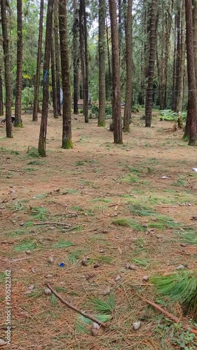 pine forest in autumn
