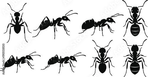 Set of black ant silhouettes, detailed insect worker collection, garden pest and colony wildlife elements isolated on white background for nature design, vector