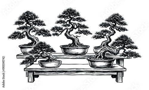 Bonsai trees collection on wooden stand. Japanese art form. Small trees in containers, ink drawing illustration