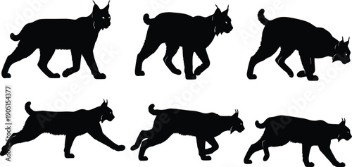 Wild lynx silhouette vector set with multiple walking and running poses, black bobcat wildlife illustration collection isolated on white background