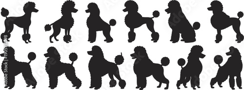 Black poodle dog silhouette collection in different standing and sitting poses, elegant pet canine vector icons isolated white