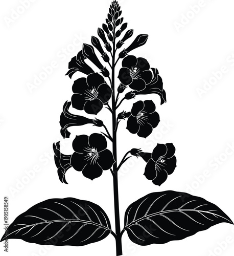 Black silhouette of a blooming flower stem with bell shaped blossoms and large leaves isolated on white background for design.
