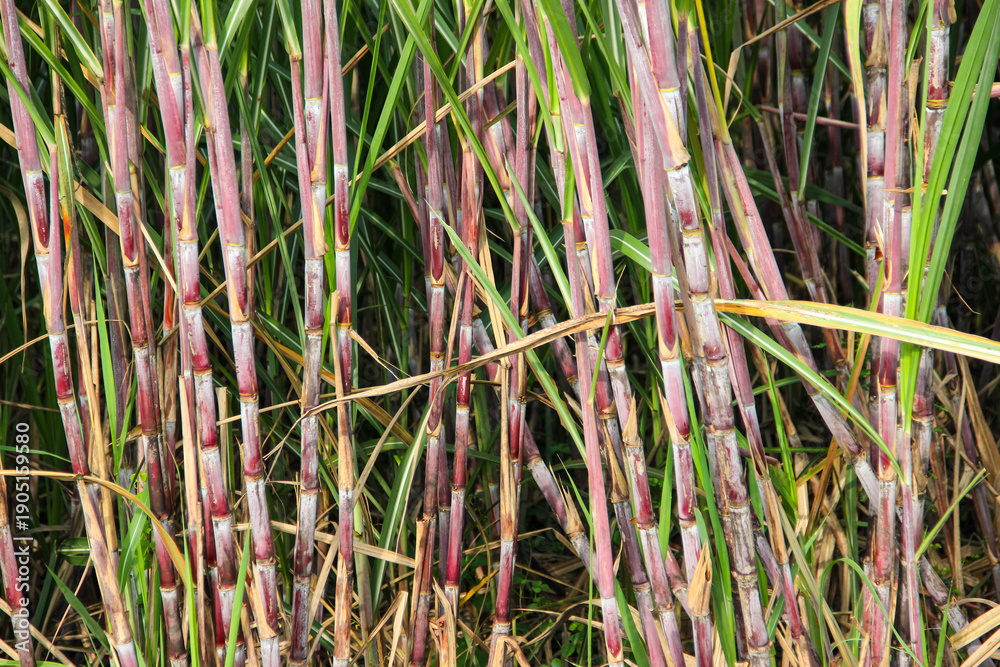 Obraz premium Sugarcane plants (Saccharum officinarum) grow well on sugarcane plantations. Raw materials for sugar and MSG