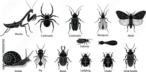 Insect silhouettes collection with mantis, cockroach, mosquito, moth, beetle, fly and snail, detailed black entomology illustration set isolated on white background