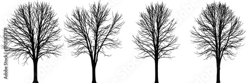 Leafless winter tree silhouettes collection with detailed bare branches, natural deciduous trees illustration set isolated on white background for landscape, season and nature design