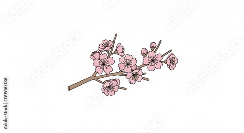 Pink cherry blossoms on a branch with brown stems isolated on white background