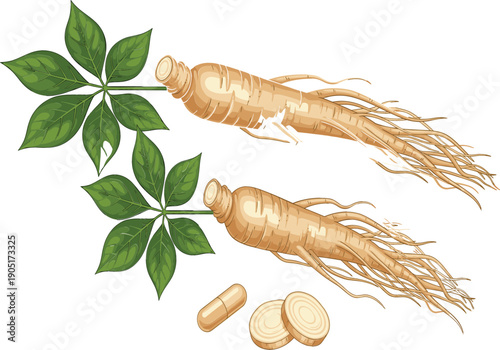 Fresh Ginseng Roots with Green Leaves, Slices, and Capsule Herbal Supplement Vector Illustration Isolated on White Background