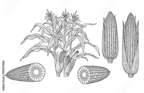 Fresh corn on cob and maize plant harvest engraving style botanical vector set