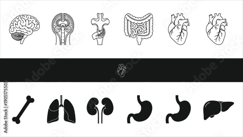  Human Organs Thin Line Icon Set Bone, Brain, Heart, Lungs, Liver, Kidney, Stomach, Intestine, and Throat Vector Illustration