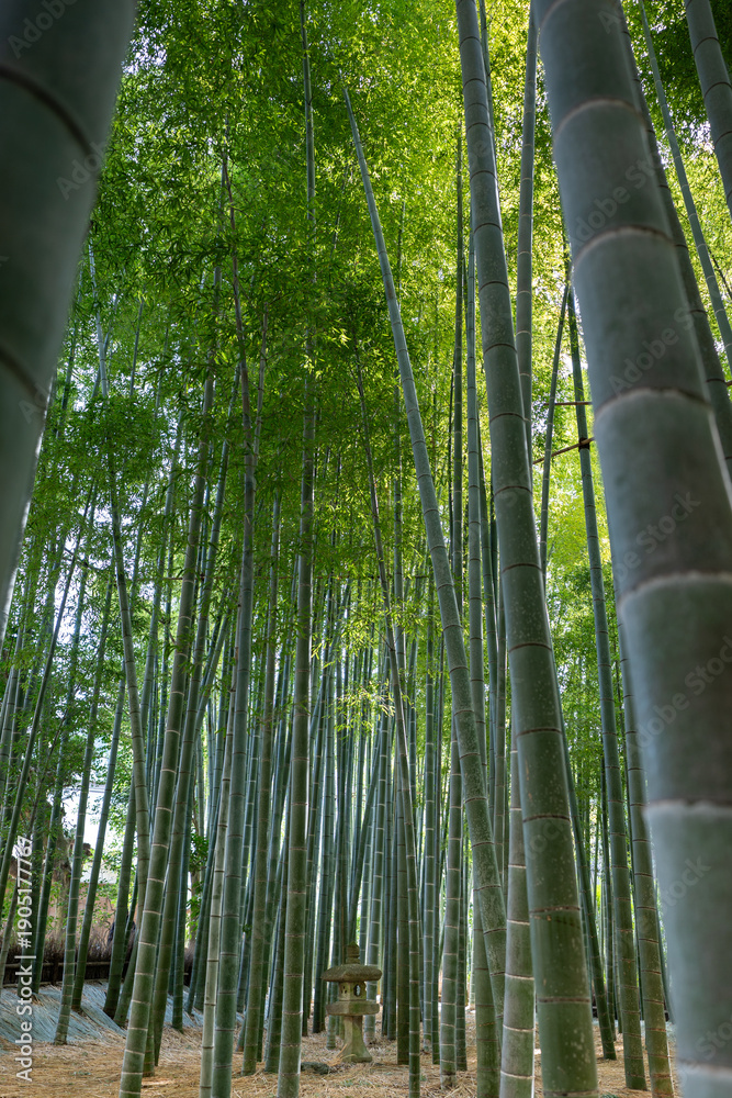 Fototapeta premium Bamboo forest in Kamakura