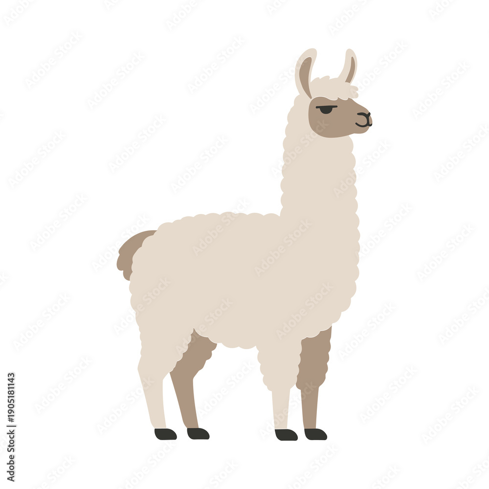 Fototapeta premium Cute cartoon llama with fluffy cream wool and brown face, standing in side profile with a calm expression, flat minimalist vector illustration isolated on a background