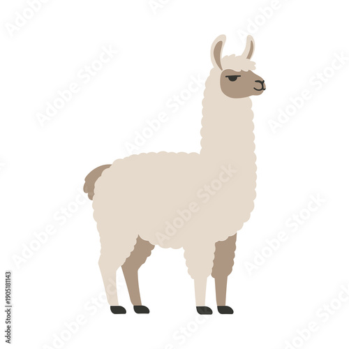 Cute cartoon llama with fluffy cream wool and brown face, standing in side profile with a calm expression, flat minimalist vector illustration isolated on a background