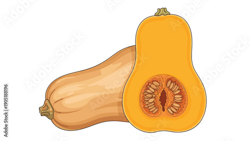 Whole and halved butternut squash with visible seeds and vibrant orange flesh isolated on a clean white background.